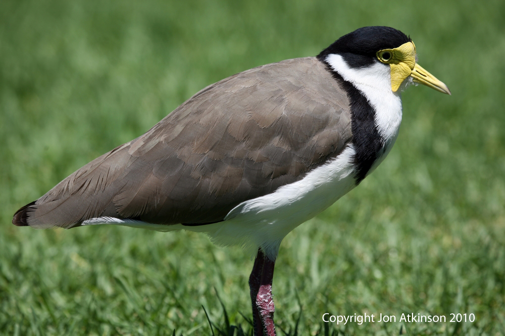 Australian birds; australian water birds